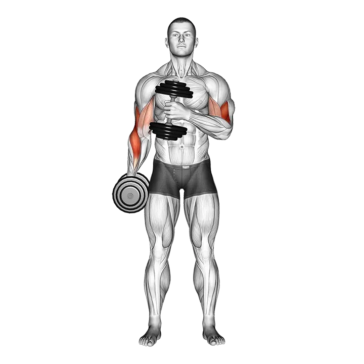 Dumbbell Cross Body Hammer Curl (Version 2) exercise animation (Male)