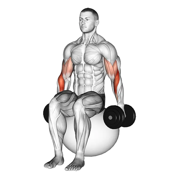 Dumbbell Hammer Curl on Exercise Ball exercise animation (Male)