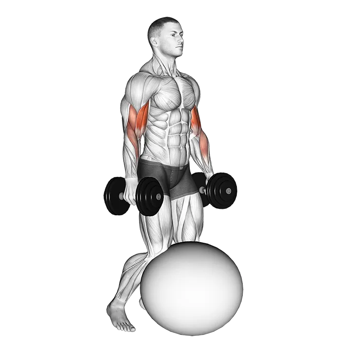 Dumbbell Kneeling Bicep Curl Exercise Ball exercise animation (Male)