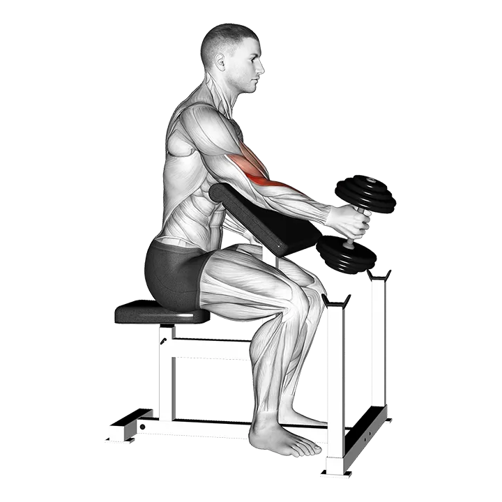 Dumbbell One Arm Hammer Preacher Curl exercise animation (Male)