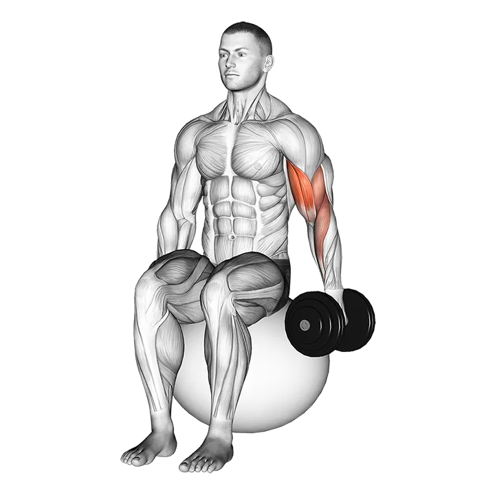 Dumbbell One Arm Seated Bicep Curl on Exercise Ball exercise animation (Male)
