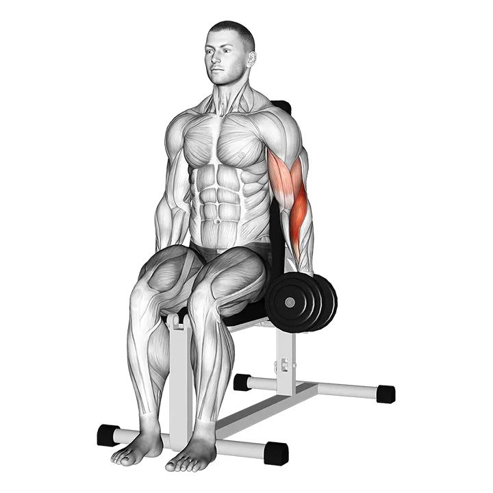 Dumbbell One Arm Seated Hammer Curl exercise animation (Male)