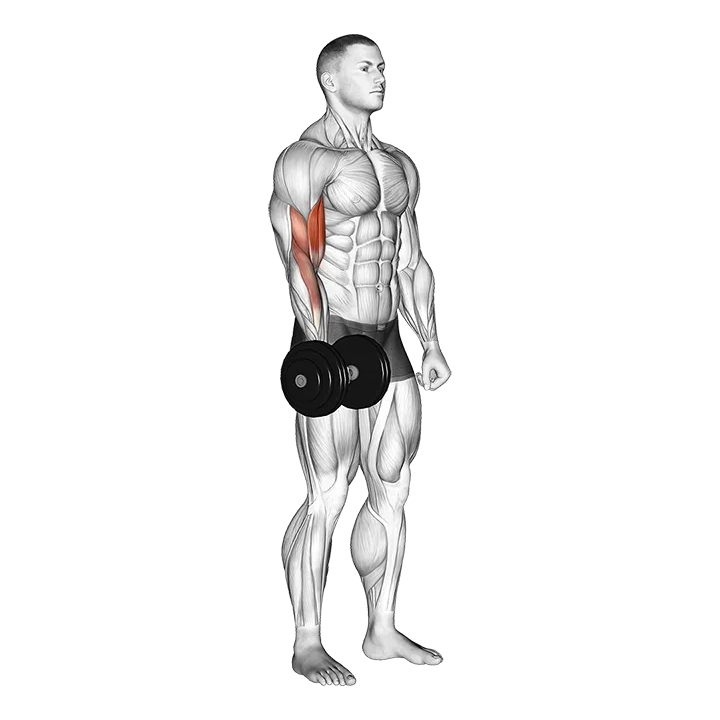 Dumbbell One Arm Standing Curl exercise animation (Male)