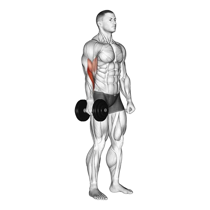 Dumbbell One Arm Standing Hammer Curl exercise animation (Male)