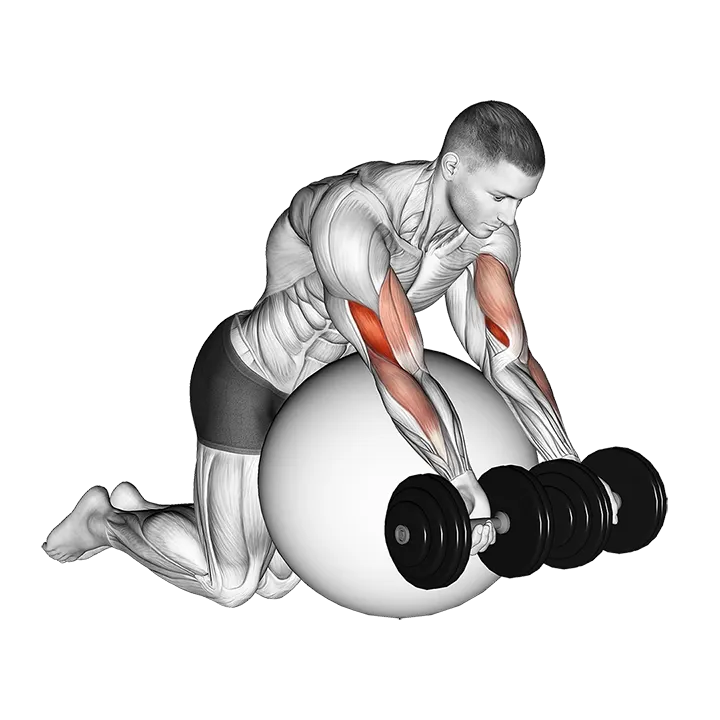 Dumbbell Preacher Curl over Exercise Ball exercise animation (Male)