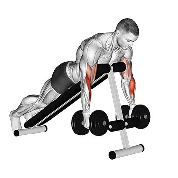 Dumbbell Prone Incline Hammer Curl
