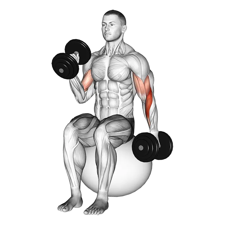 Dumbbell Seated Alternate Hammer Curl on Exercise Ball exercise animation (Male)