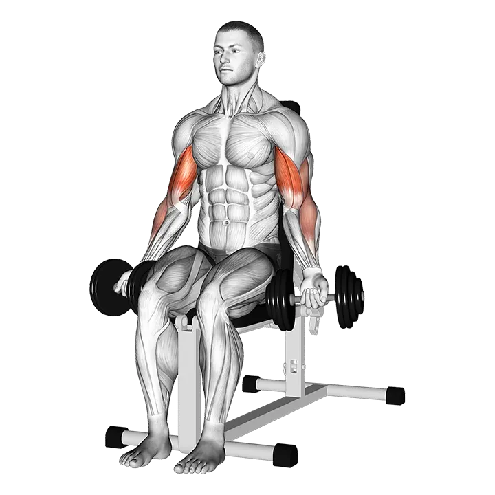 Dumbbell Seated Bicep Curl exercise animation (Male)