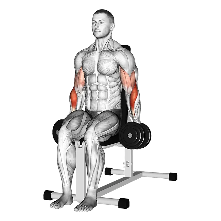 Dumbbell Seated Hammer Curl exercise animation (Male)