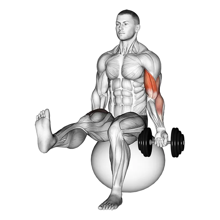 Dumbbell Seated One Arm Bicep Curl on Exercise Ball with Leg Raised exercise animation (Male)