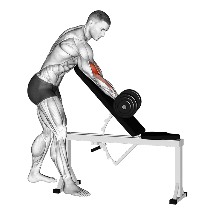 Dumbbell Standing One Arm Curl Over Incline Bench exercise animation (Male)