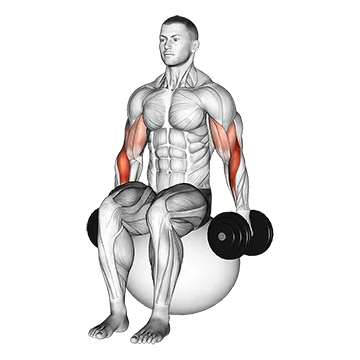 Dumbbell Two Arm Seated Hammer Curl on Exercise Ball