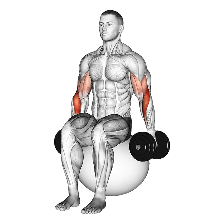 Dumbbell Two Arm Seated Hammer Curl on Exercise Ball exercise animation (Male)