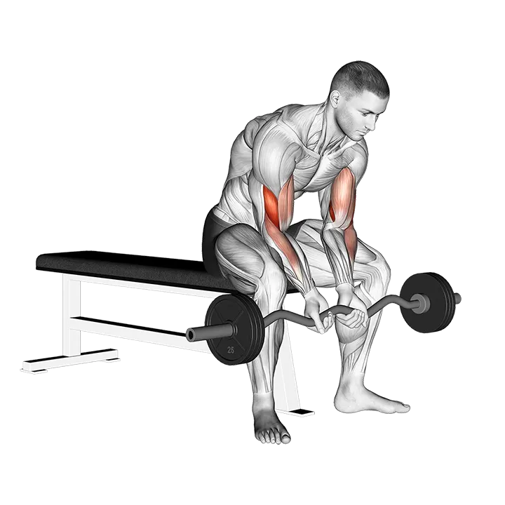 EZ Bar Seated Close Grip Concentration Curl exercise animation (Male)