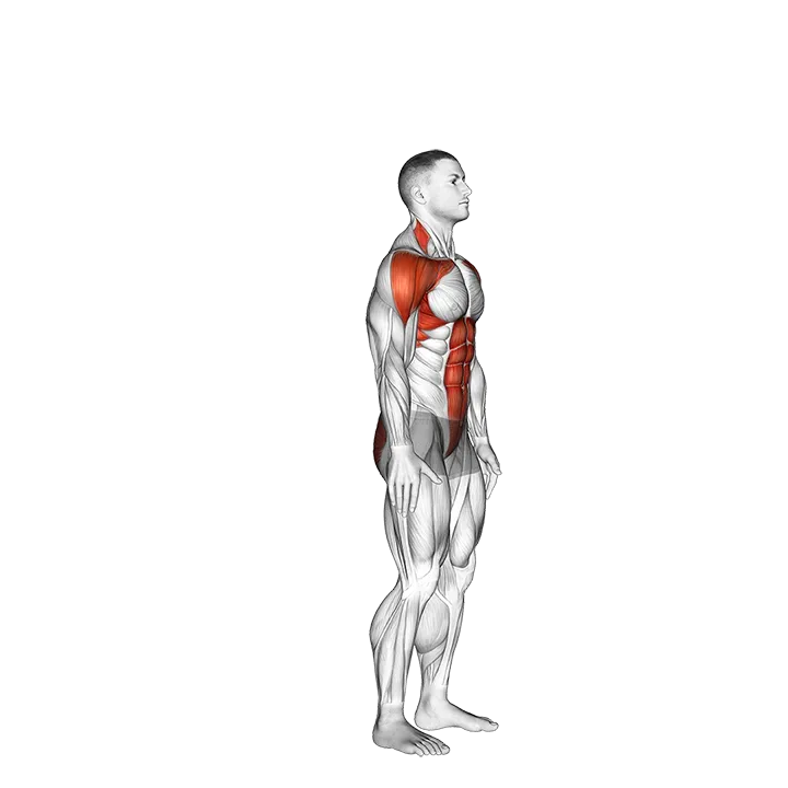 Posterior Step to Overhead Reach exercise animation (Male)