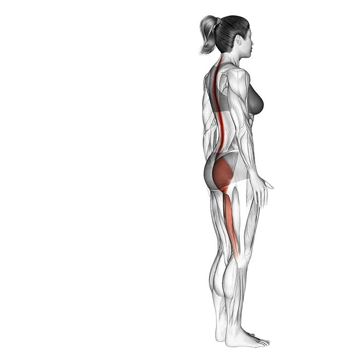 Single Leg Foot Touch exercise animation (Mujer)