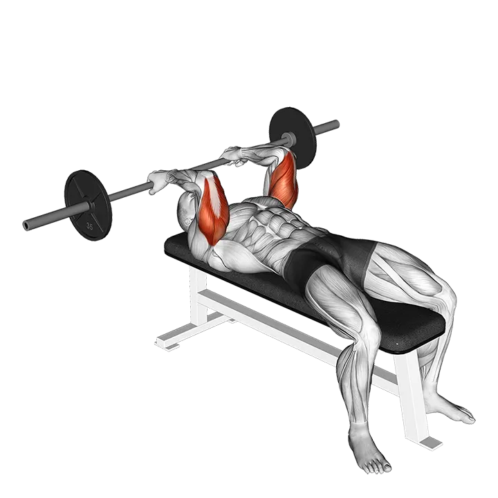 Barbell Reverse Grip Skullcrusher exercise animation (Male)