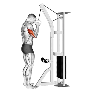 Cable One Arm Tricep Pushdown