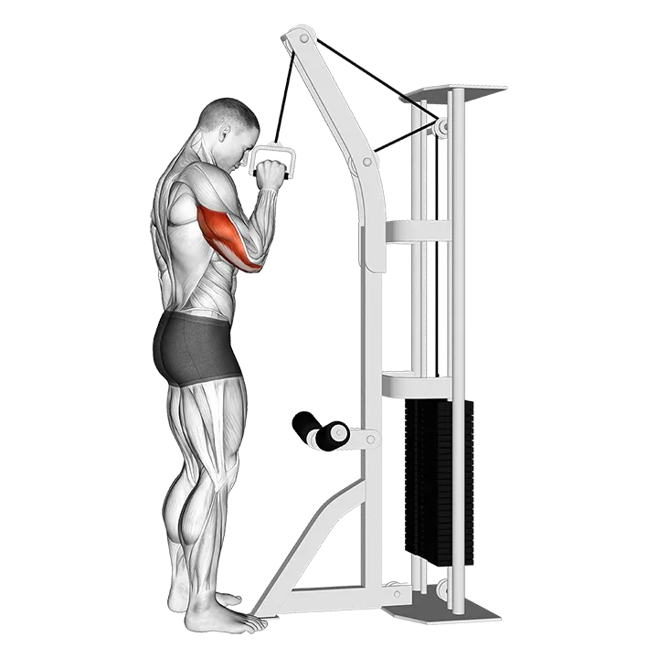 Cable One Arm Tricep Pushdown exercise animation (Male)