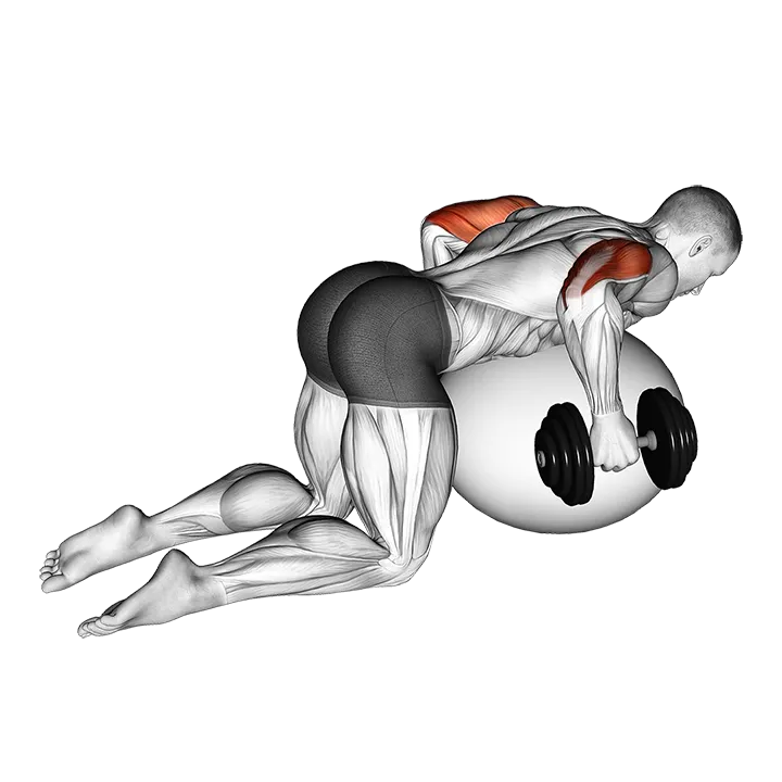 Dumbbell Kickbacks on Exercise Ball exercise animation (Male)