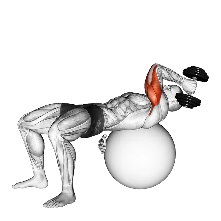 Dumbbell One Arm French Press on Exercise Ball exercise animation (Male)