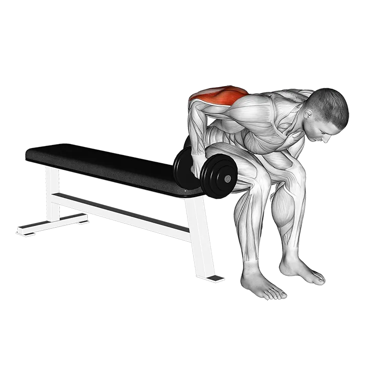 Dumbbell Seated Bent Over Triceps Extension exercise animation (Male)