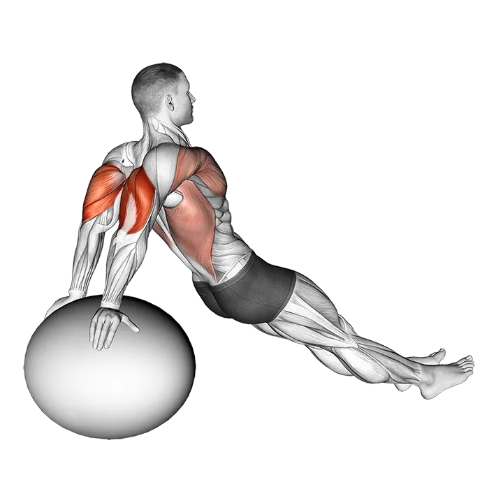 Exercise Ball Dip exercise animation (Male)