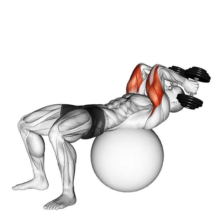 Exercise Ball Supine Triceps Extension exercise animation (Male)