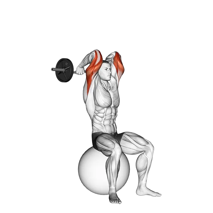 EZ Bar French Press on Exercise Ball exercise animation (Male)