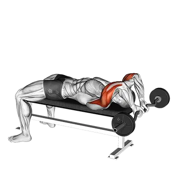 EZ Bar Lying Close Grip Triceps Extension Behind Head