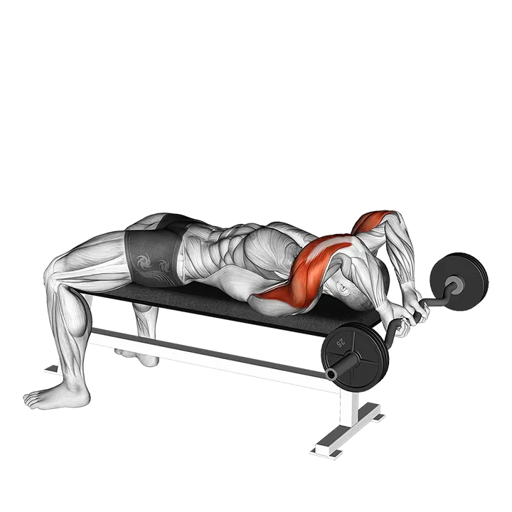 EZ Bar Lying Close Grip Triceps Extension Behind Head exercise animation (Male)