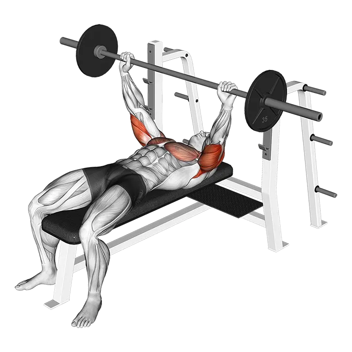 Barbell Pin Presses exercise animation (Male)