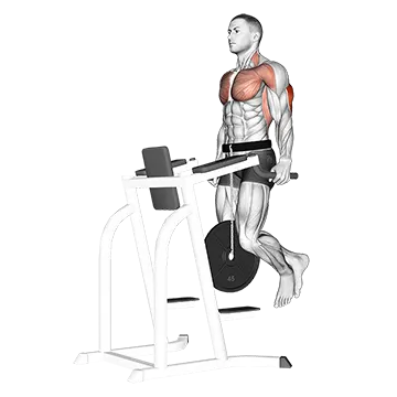 Weighted Tricep Dips