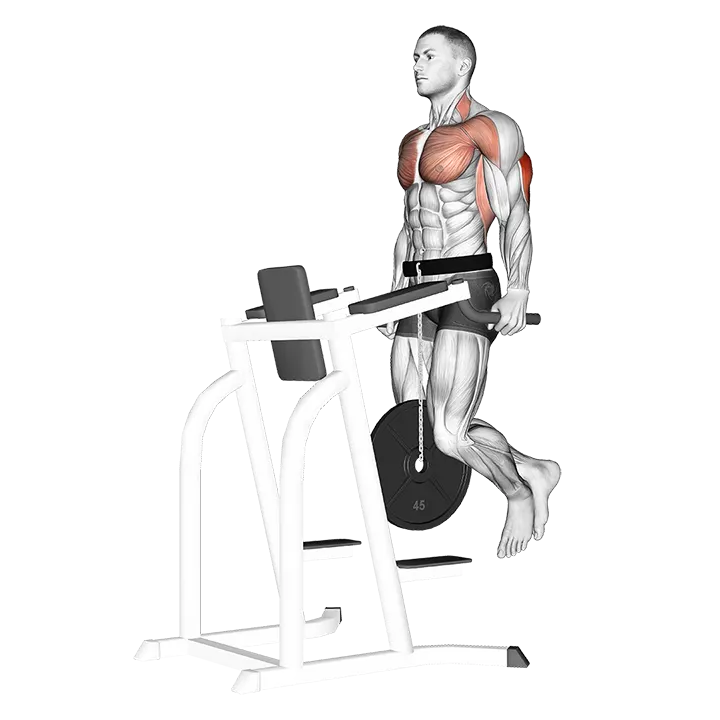 Weighted Tricep Dips exercise animation (Männlich)