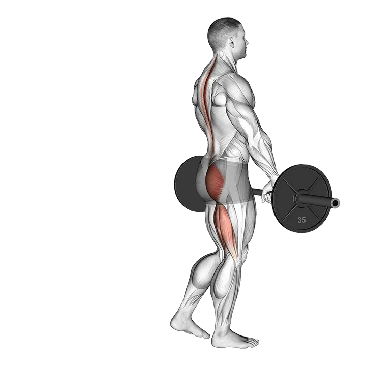 Barbell Single Leg Deadlift exercise animation (Male)