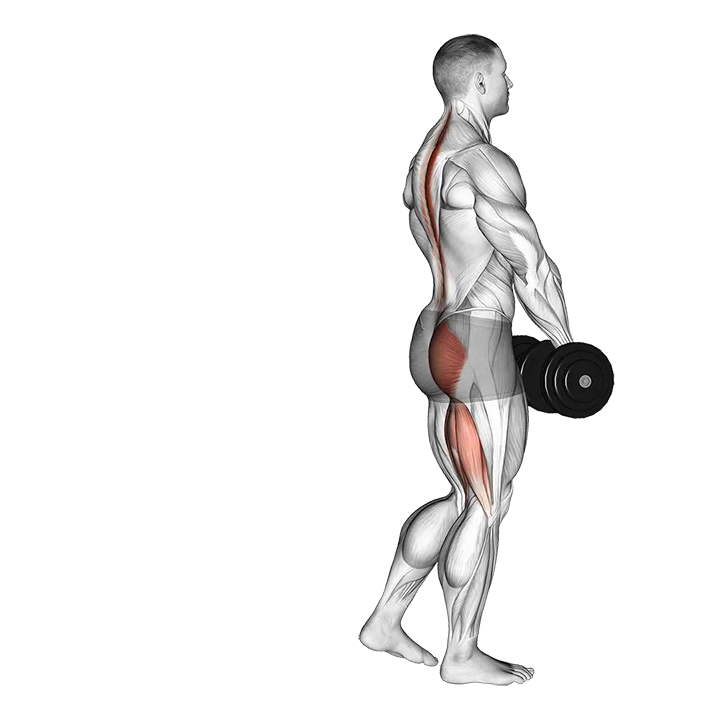 Dumbbell Single Leg Deadlift exercise animation (Male)