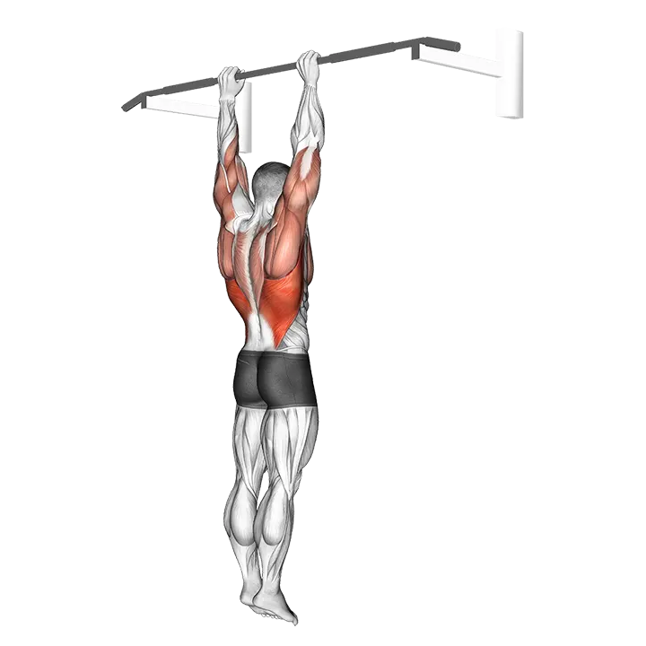 Shoulder Grip Pull-up exercise animation (Male)
