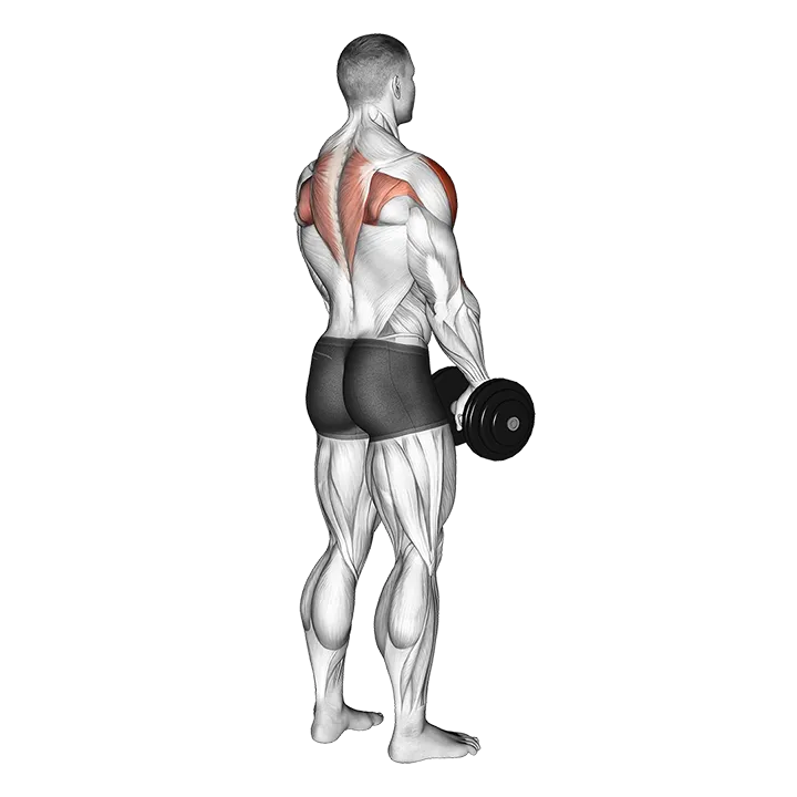 Dumbbell Upright Row (back POV) exercise animation (Male)