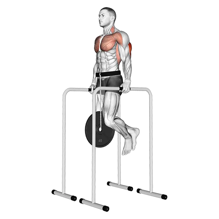 Weighted Triceps Dip on High Parallel Bars exercise animation (Male)