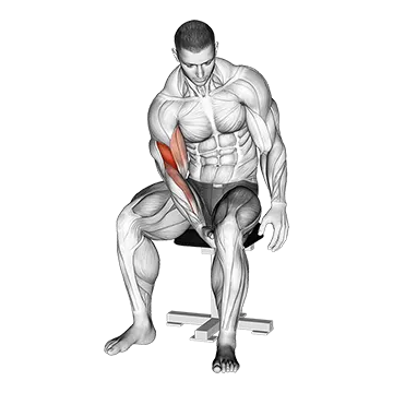 Biceps Leg Concentration Curl