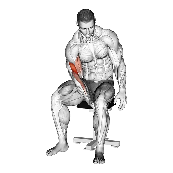 Biceps Leg Concentration Curl exercise animation (Male)