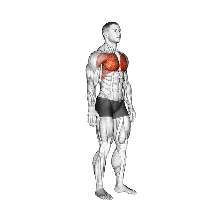 Above Head Chest Stretch exercise animation (Male)