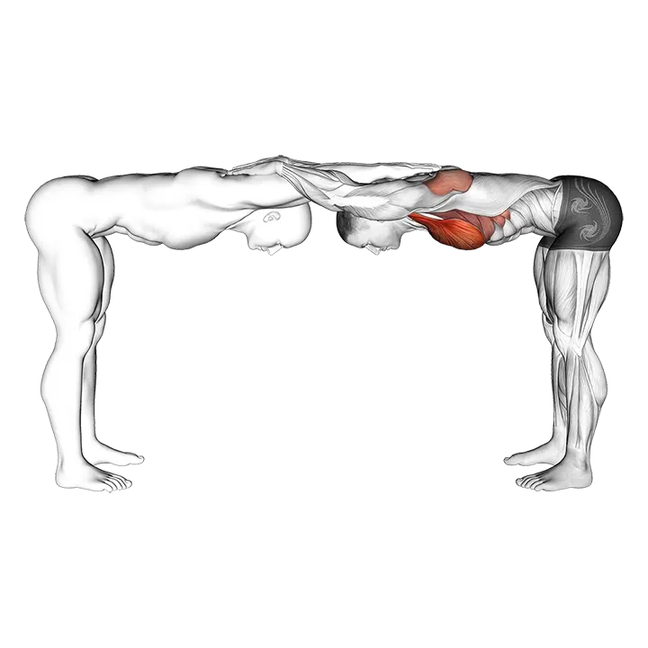 Unterstützte Brustdehnung mit Rumpfbeugung exercise animation (Männlich)