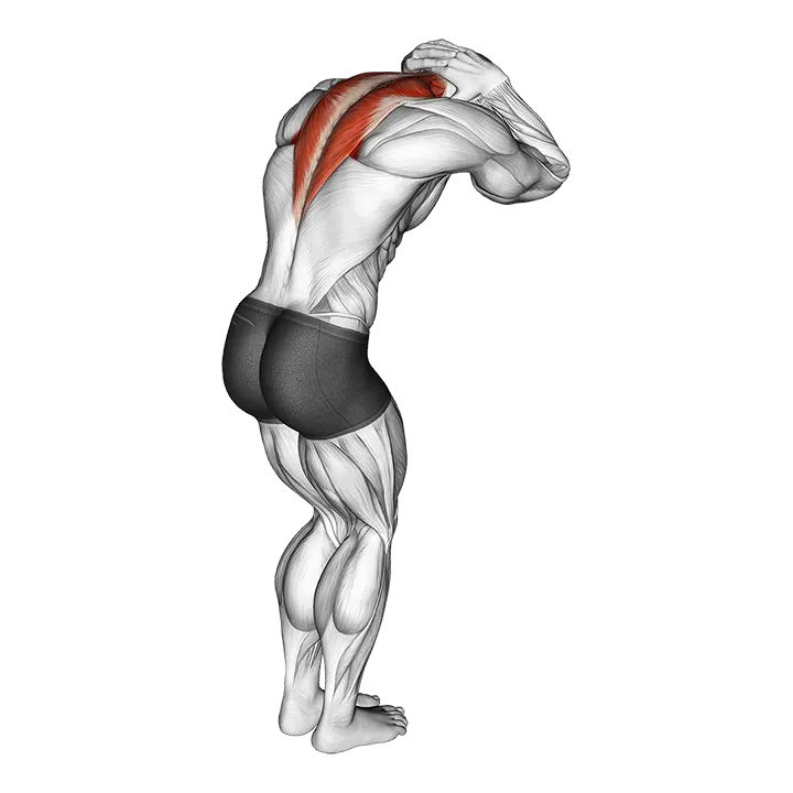 Trap and Neck Stretch exercise animation (Male)