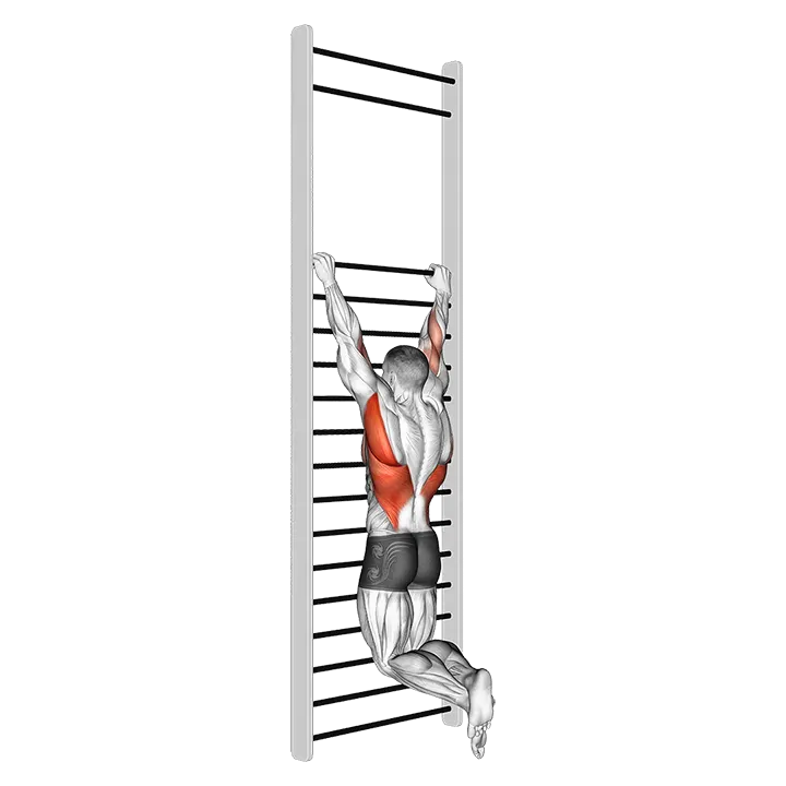 Two Handed Hang Back Stretch (with Training Wall Bars) exercise animation (Male)
