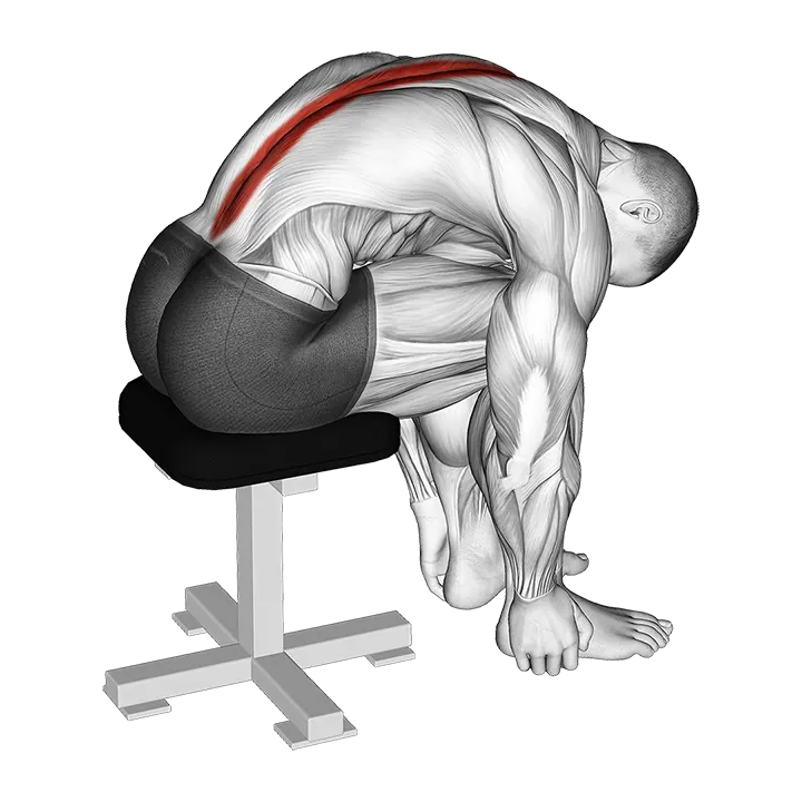 Sitting Lower Trunk Extensor Stretch exercise animation (Male)