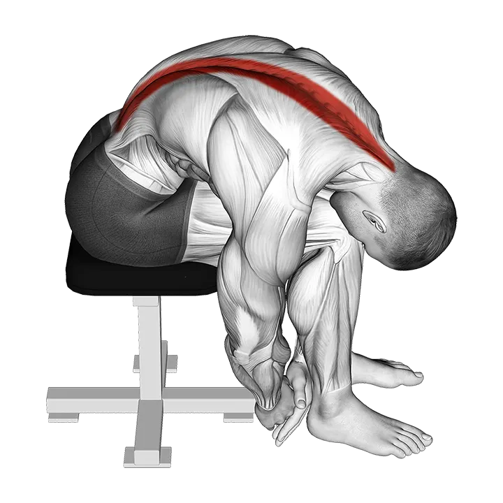 Seated Lower Trunk Extensor Lateral Flexor Stretch exercise animation (Male)
