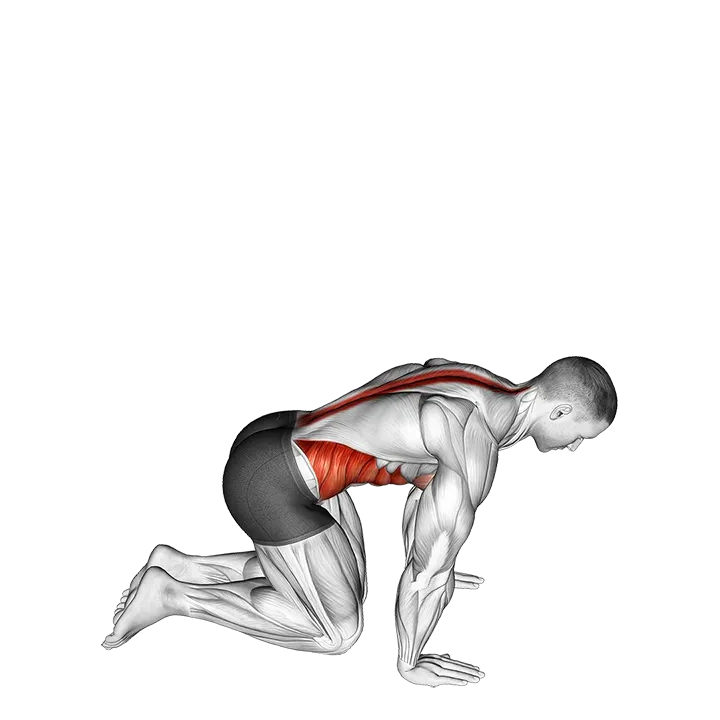 Kneeling Back Rotation Stretch exercise animation (Male)