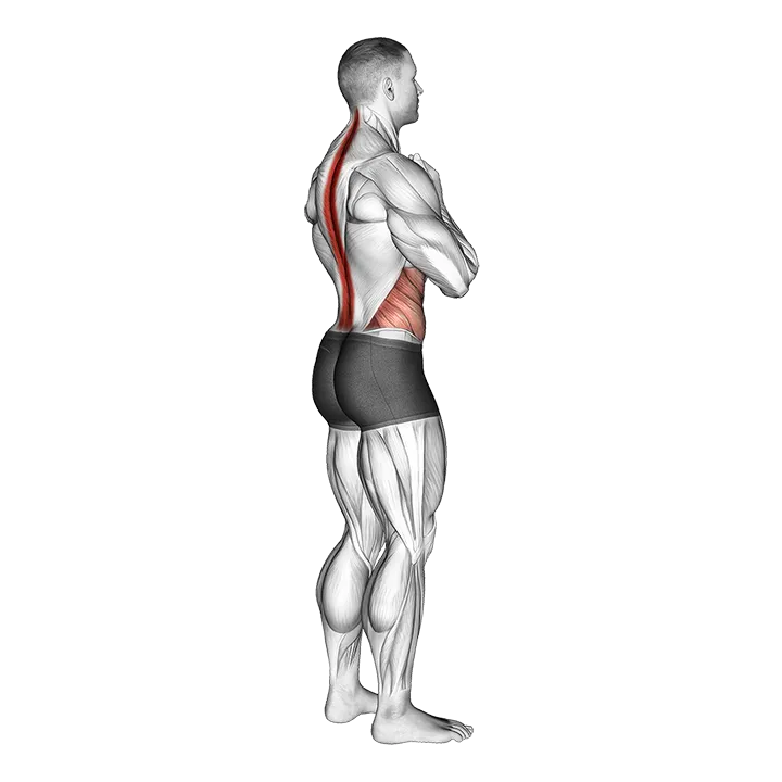 Standing Back Rotation Stretch exercise animation (Hombre)