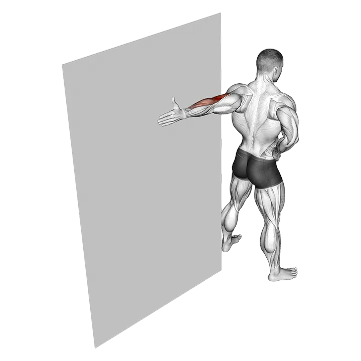 Elbow Flexor Stretch exercise animation (Male)